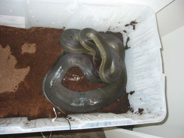 apodora ovulation