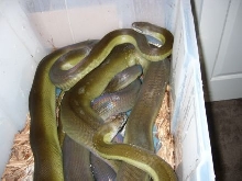 Mating Apodora