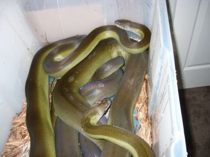 Mating Apodora