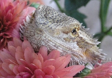 Female