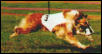 Racing Canth