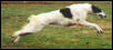 Coursing Borzoi