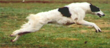 Coursing Borzoi