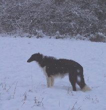 Nottweiler Obie