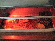 savannah monitor encloser