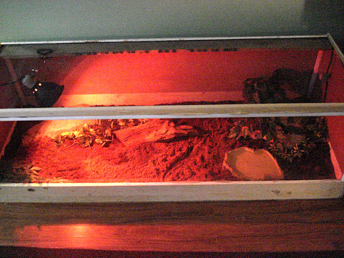 savannah monitor encloser