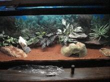 leo terrarium