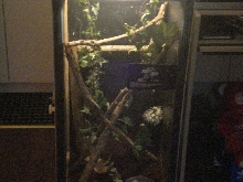 golden gecko encloser