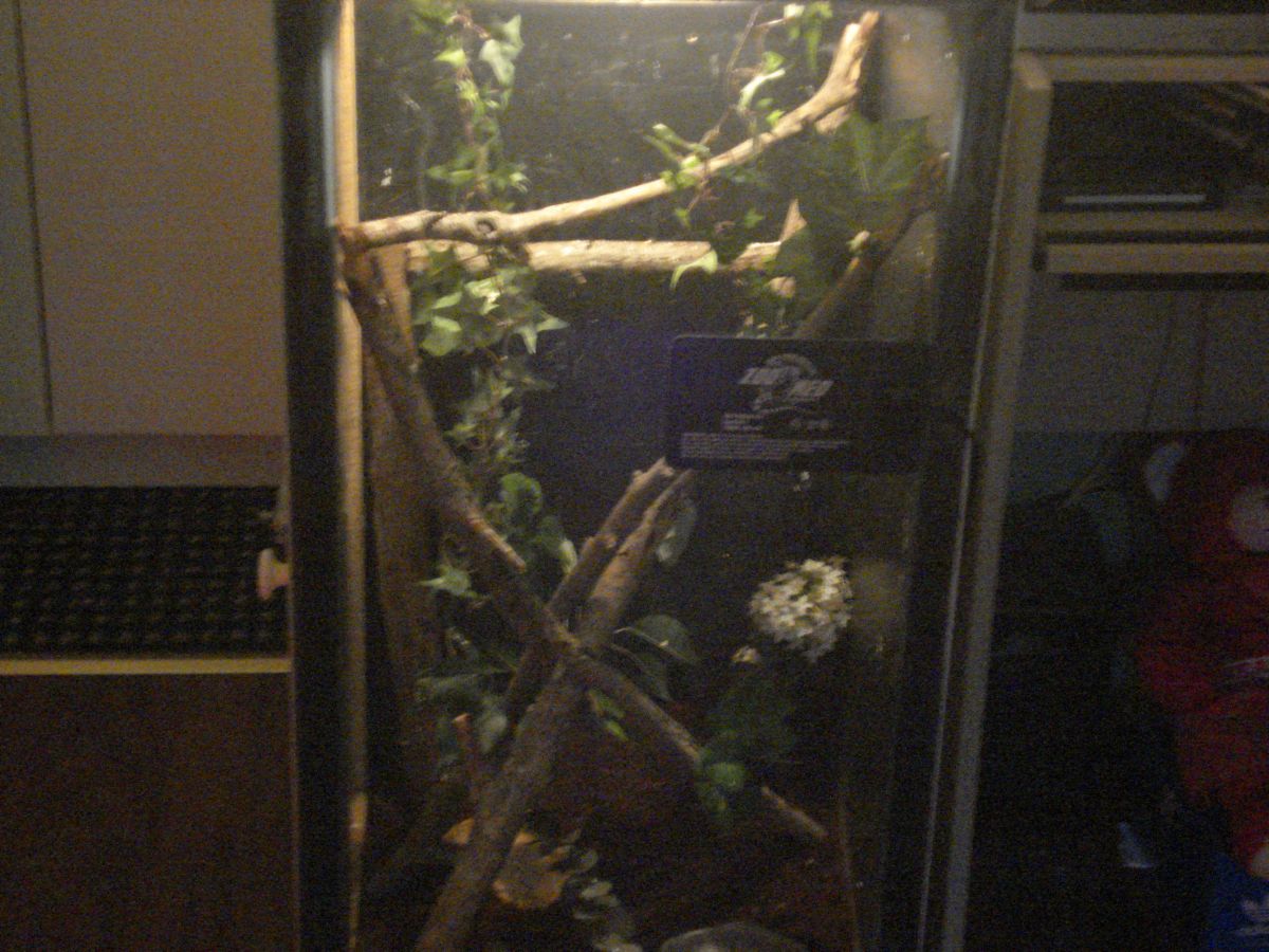 golden gecko encloser