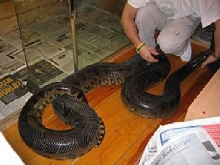 4 m female
