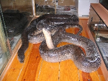 a few anacondas