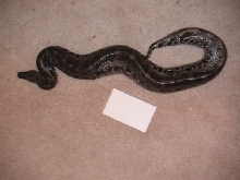 Male Black Blood Python