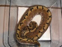 Reduced Pattern Spider