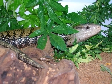 My Blue Tongue Skink