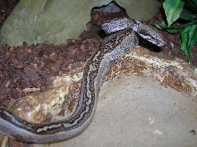 Striped Back Redtail Boa