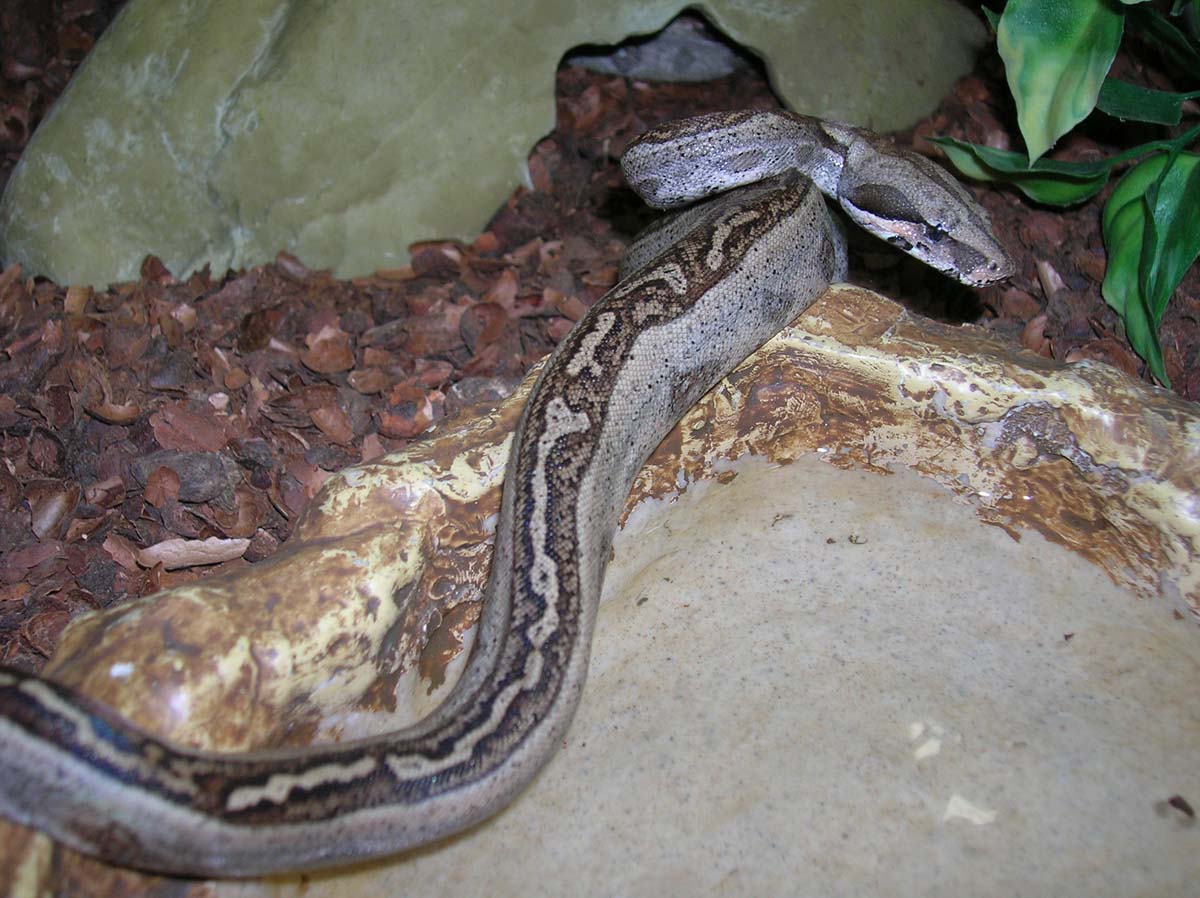 Striped Back Redtail Boa