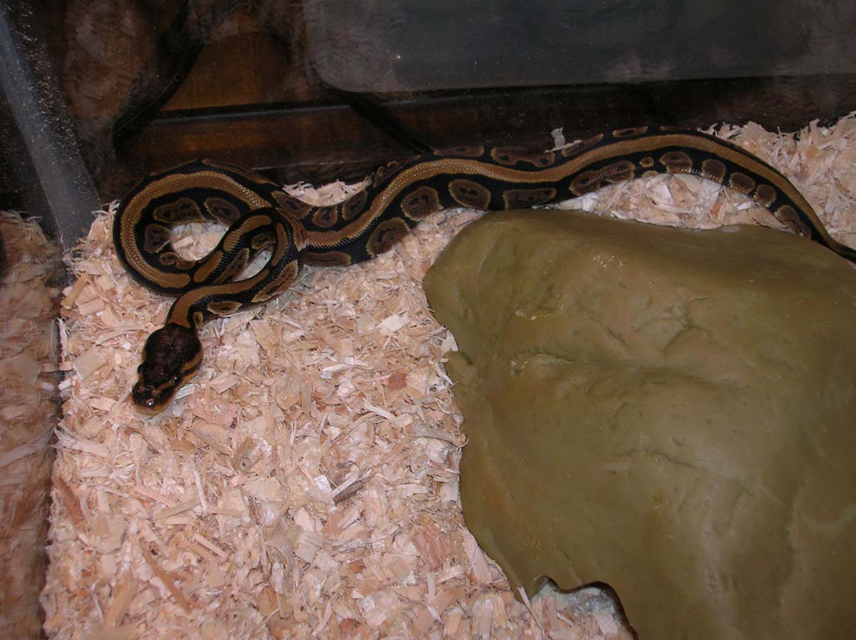 Striped Back Ball Pyhton