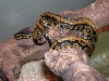 Striped Back Ball Python #2