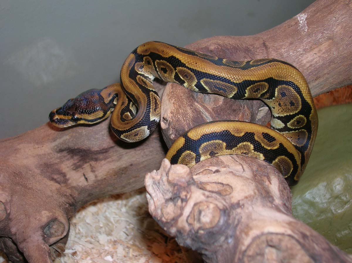 Striped Back Ball Python #2