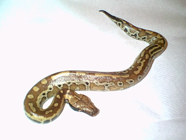 My blood (old pic)