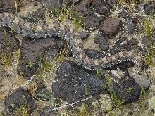 Panamint Speckled Rattlesnake