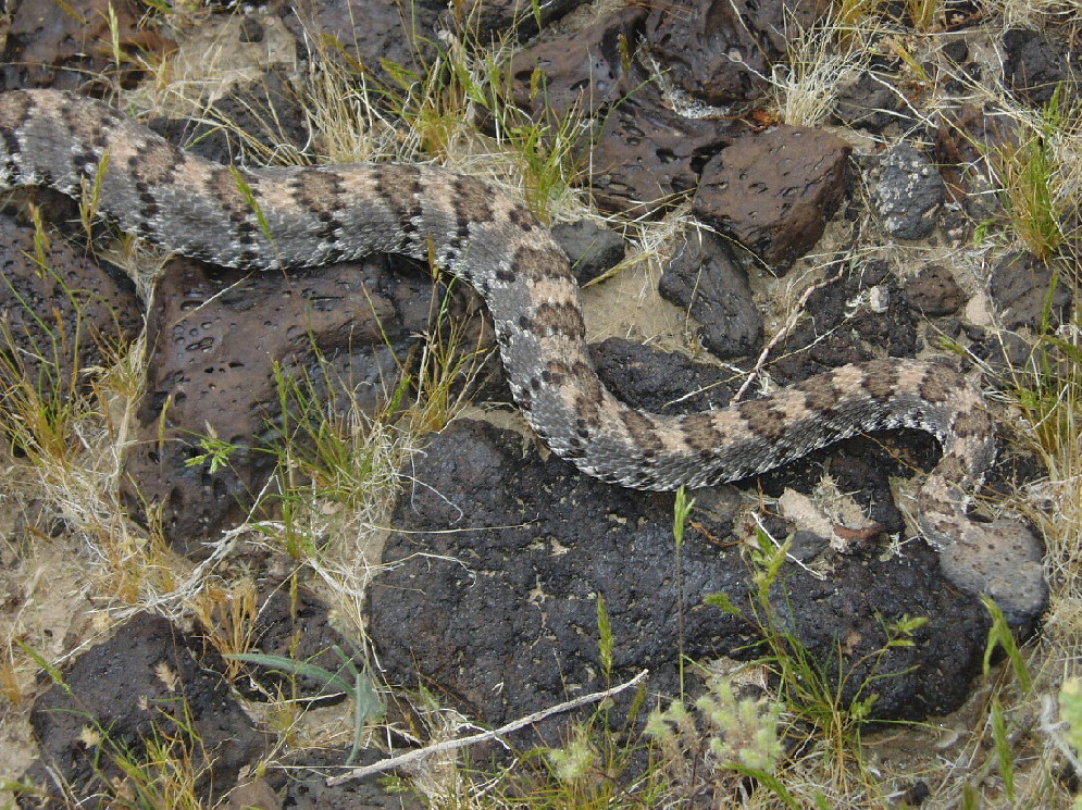 Panamint Speckled Rattlesnake