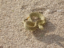 mojave green  rattlesnake