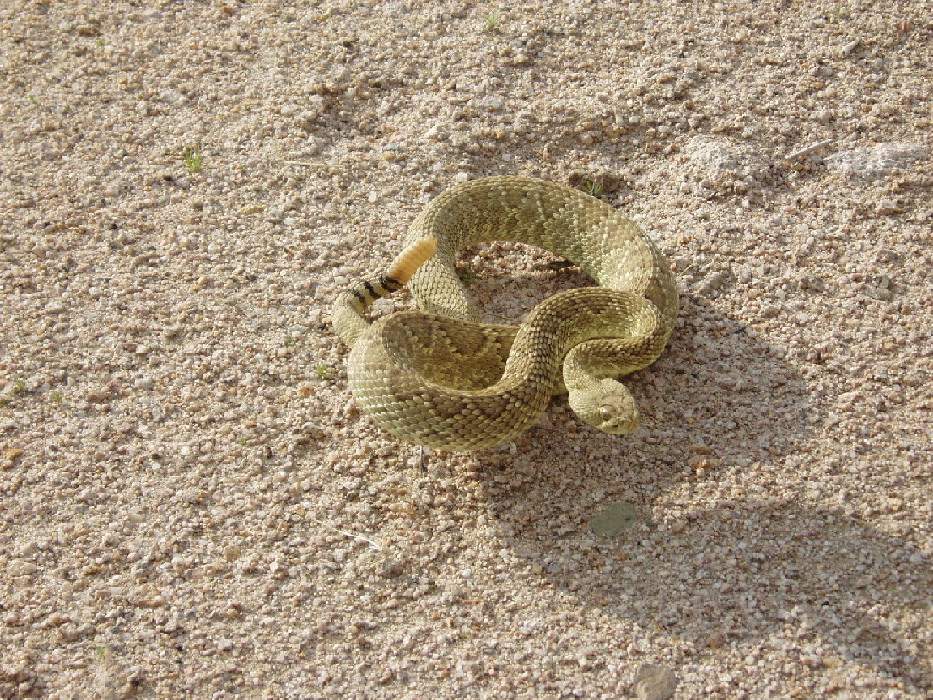 mojave green  rattlesnake
