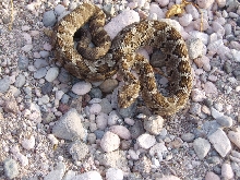 Baja Rattlesnake
