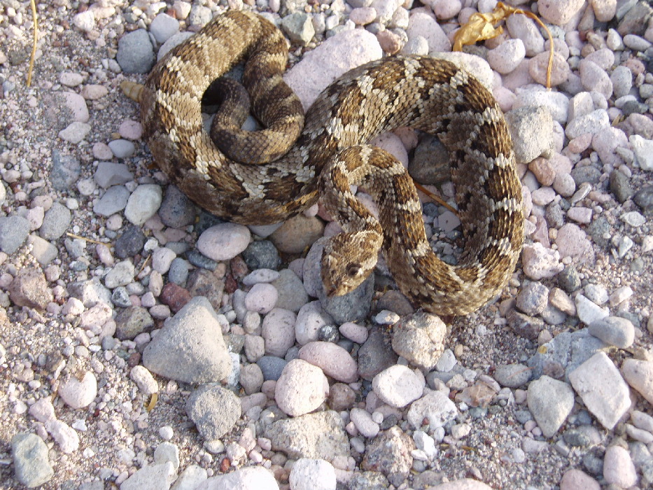 Baja Rattlesnake