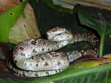 lyre snake in baja