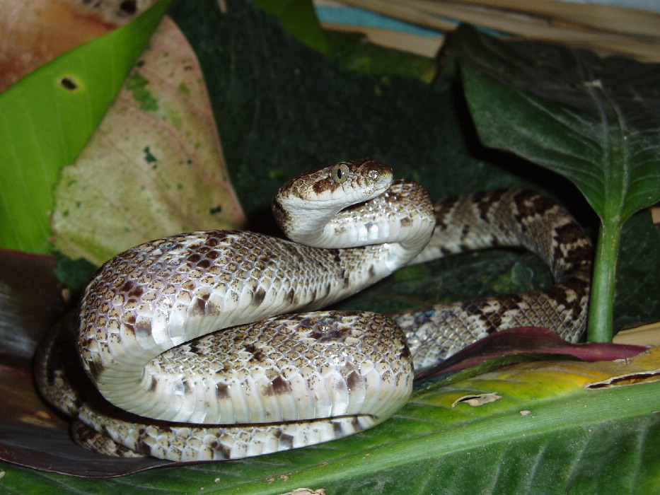 lyre snake in baja