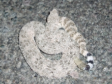 southwestern speckled rattlesnake