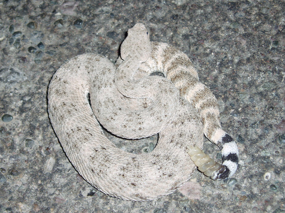 southwestern speckled rattlesnake