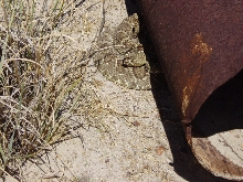 Mojave in az