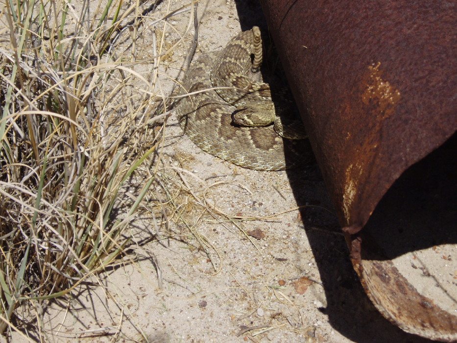 Mojave in az