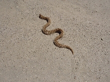 Western Hognose in az