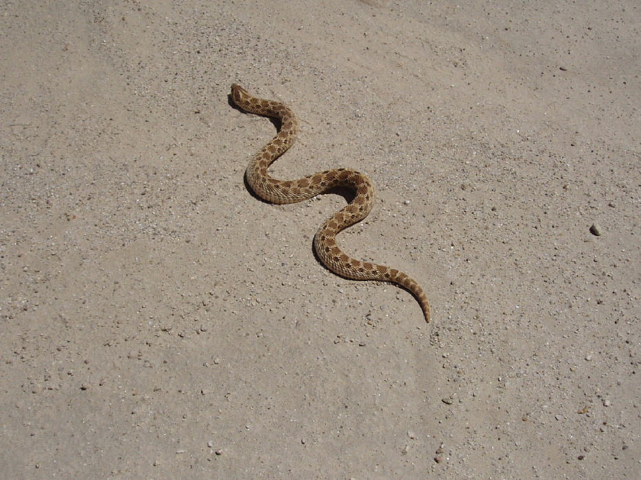 Western Hognose in az