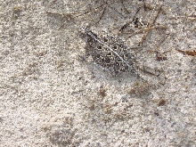 Horn toad in az