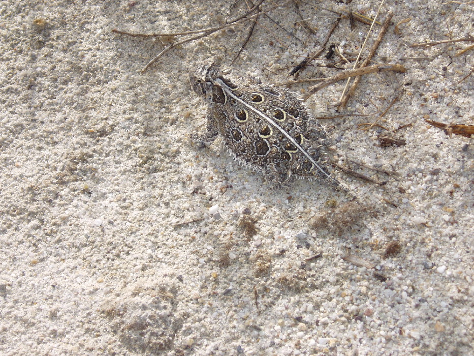 Horn toad in az