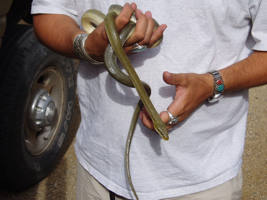 Green rat in az
