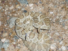 small western diamonback