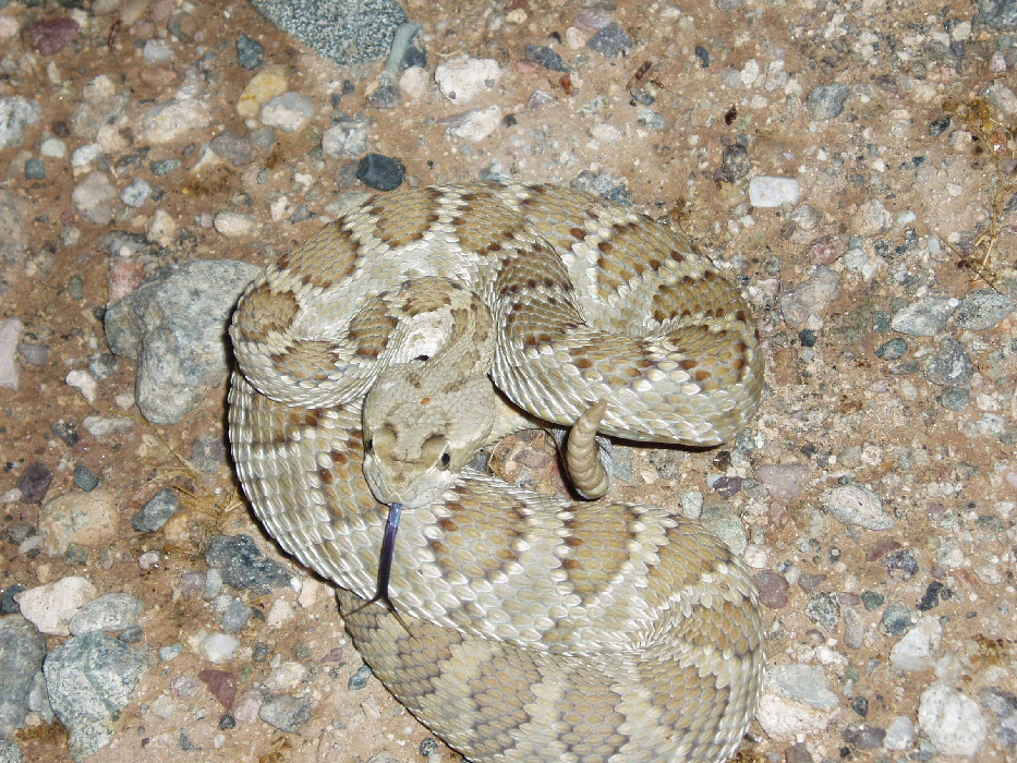 small western diamonback