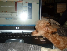 compu-pup