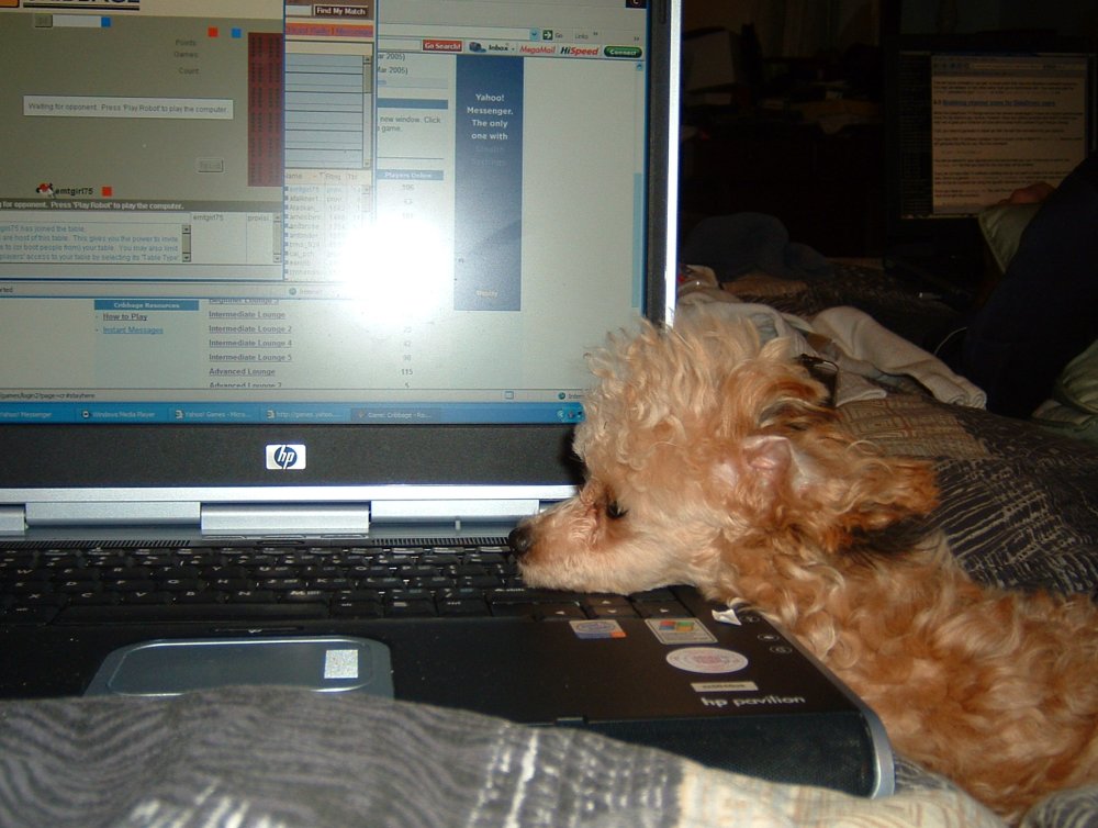 compu-pup