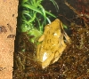 Golden Tree Frog