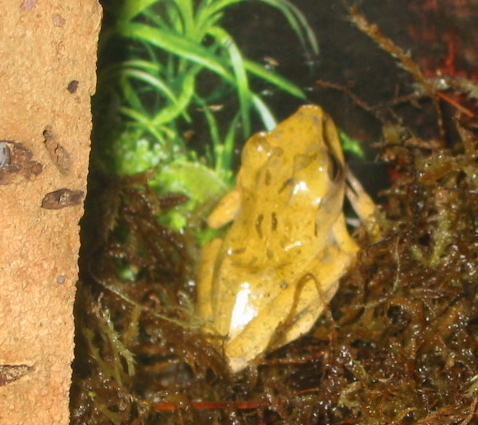 Golden Tree Frog