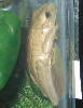 is this a golden tree frog?