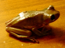 Michelobe