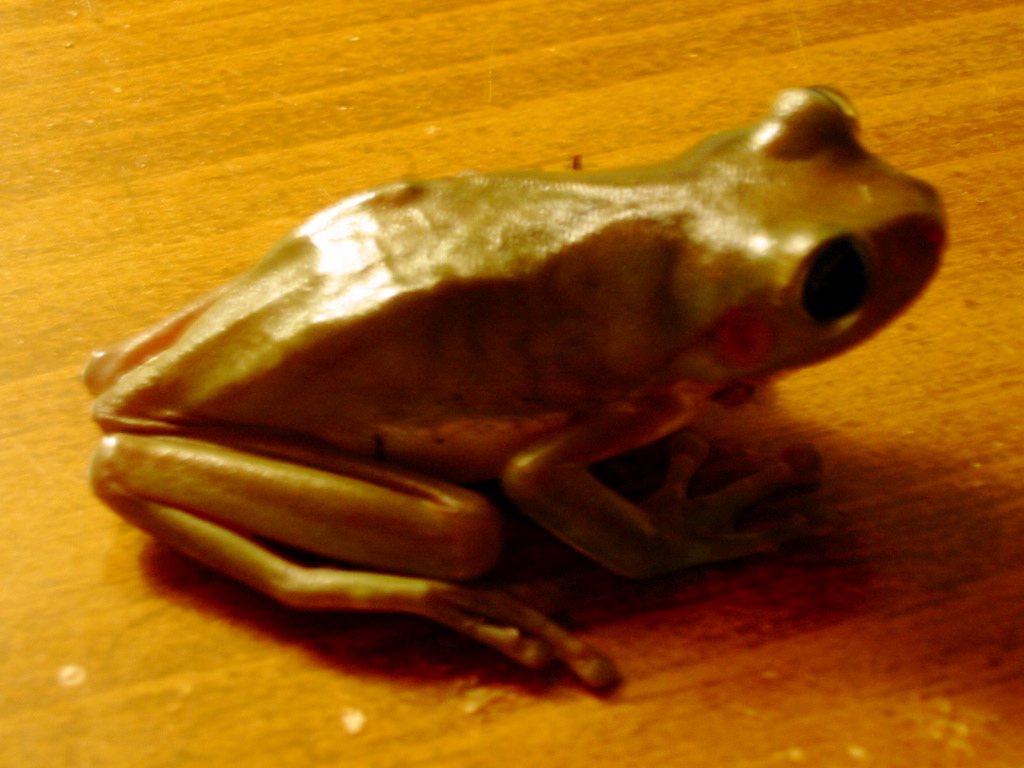 Michelobe